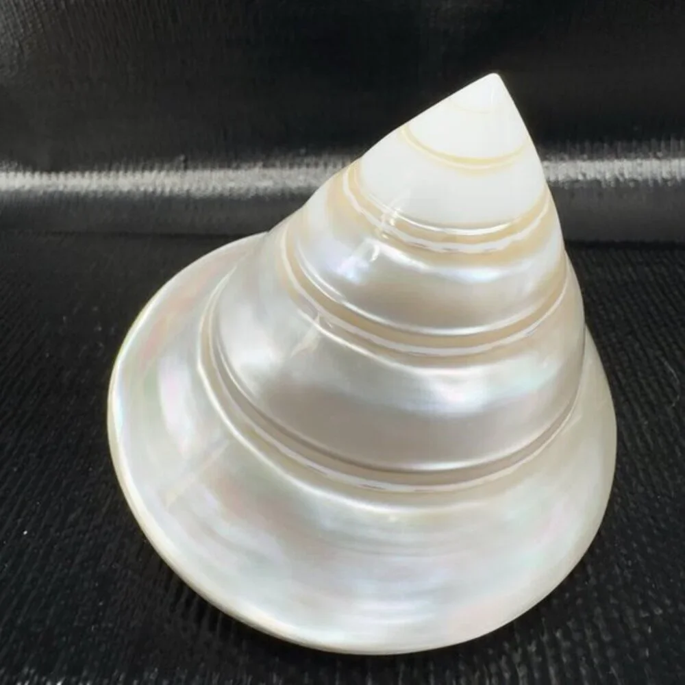 Natural Abalone Shell Iridescent Smooth Niloticus Trochus Pearl Sea Shell Decor‎